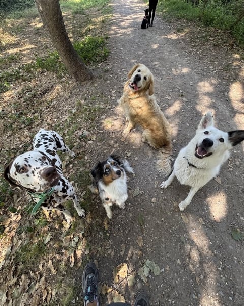 Pet sitting - La patte en avant - Promenades et gardes d'animaux - Nice — photo