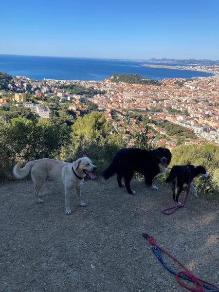 Dog walker Nice — photo