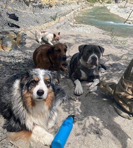 Dog Sitting pension pour chiens à Nice et Villefranche sur mer — photo