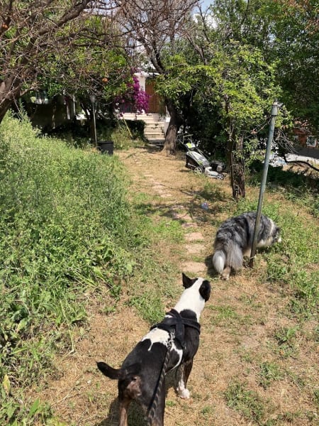 Dog Sitting pension pour chiens à Nice et Villefranche sur mer — photo