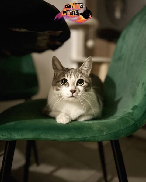 Un Ninou d'Enfer — photo