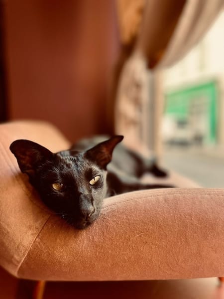Dōdō Cat Hôtel — photo