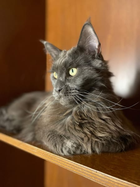 Dōdō Cat Hôtel — photo