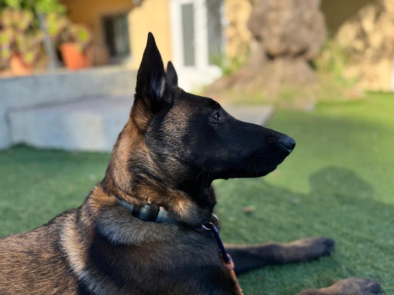 Dog Attitude — photo