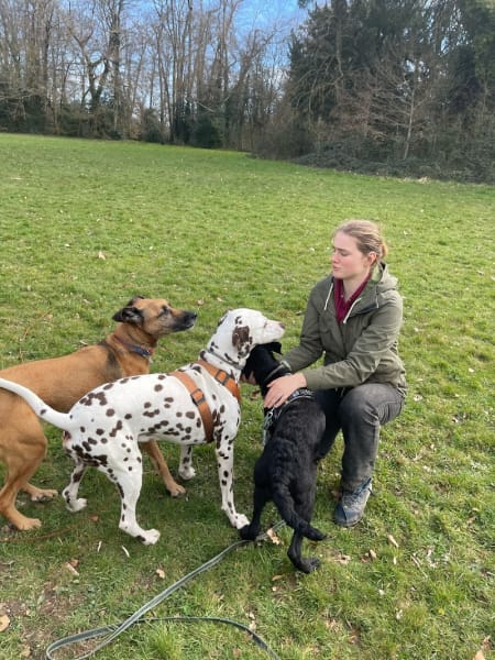 Ker Wouf - Pension canine - Dog sitting - Garde de chiens — photo