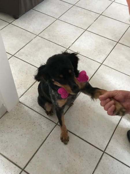 Ker Wouf - Pension canine - Dog sitting - Garde de chiens — photo