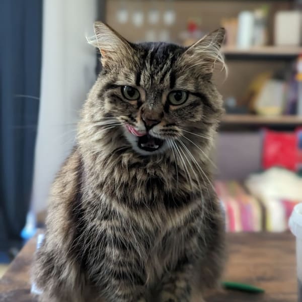 Mi Chat Mi Chien — photo