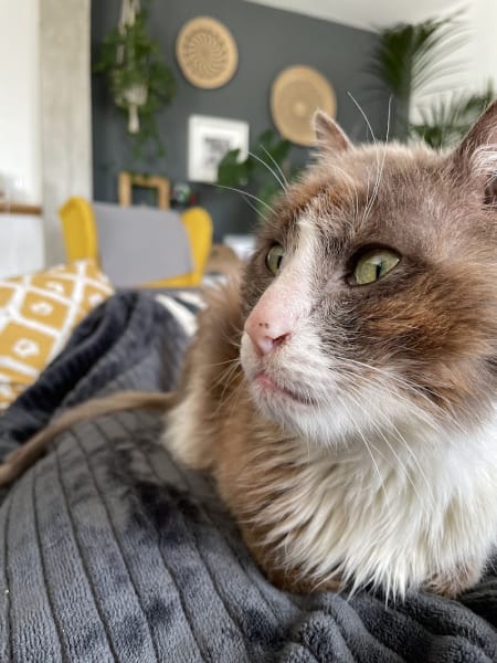 Mi Chat Mi Chien — photo
