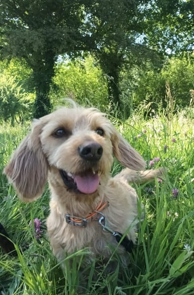 Juste le chien - Éducation canine à Nantes — photo