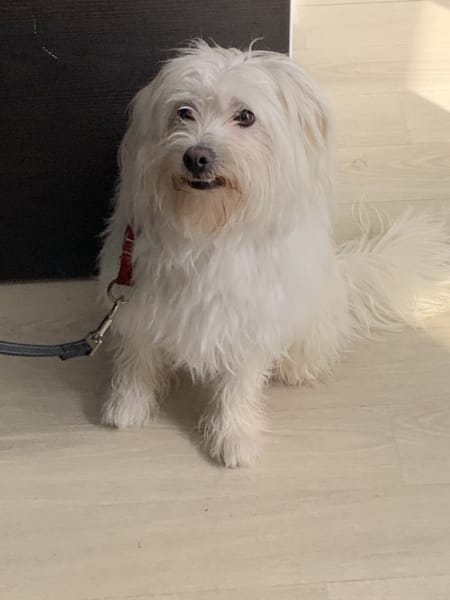 Dog Terre Happy — photo