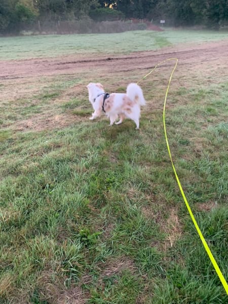 Dog Terre Happy — photo