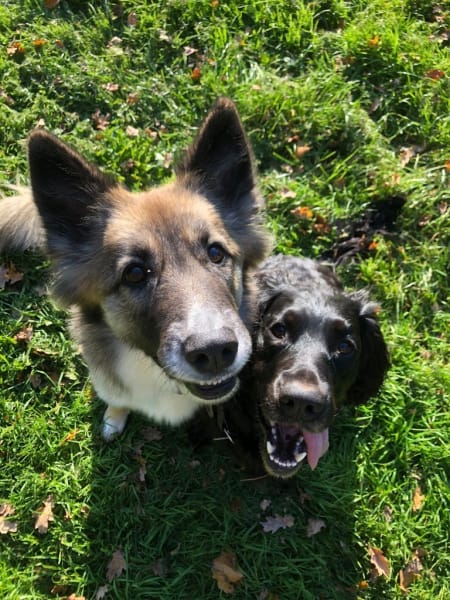 Petsy Friend — photo