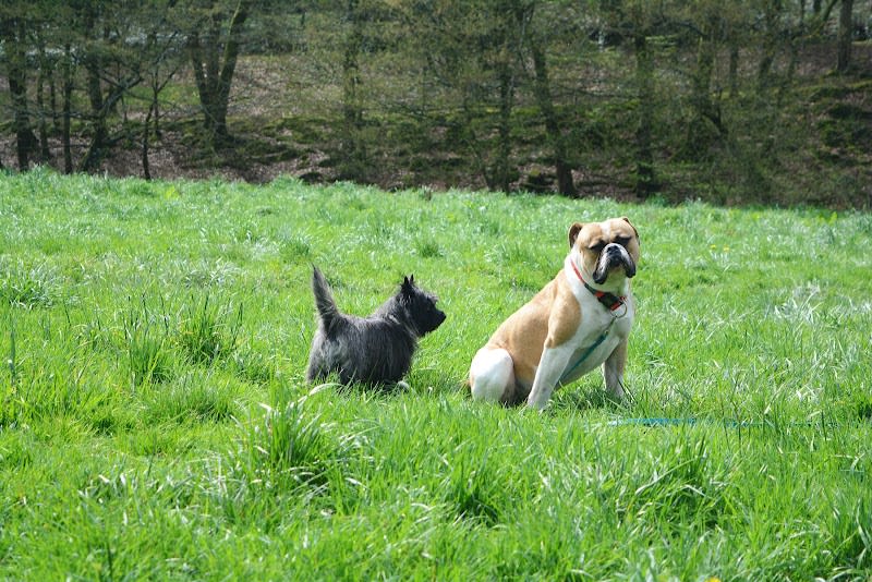 Petsy Friend — photo