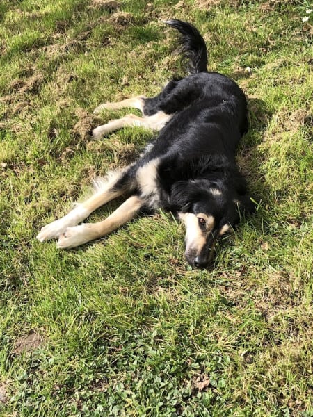 Comport'Canin - Éducateur Comportementaliste Canin — photo