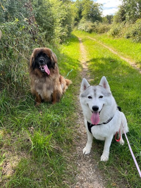 Laura - TOUS EN VADROUILLE : Educateur / Comportementaliste canin & Promeneur de chiens - Bouguenais & Sainte Pazanne (44) — photo