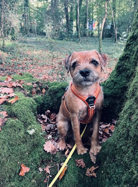 Laura - TOUS EN VADROUILLE : Educateur / Comportementaliste canin & Promeneur de chiens - Bouguenais & Sainte Pazanne (44) — photo