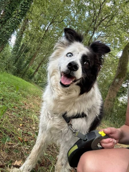 Casadog - Garde Chiens Et Chats — photo