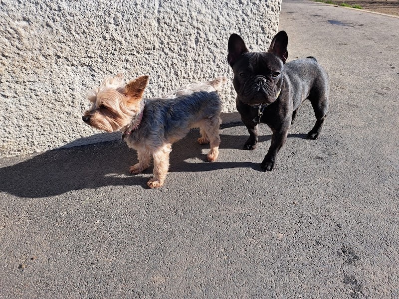 Hôtellerie Kaline - Pension Familiale pour Chats et Chiens ; Visites à domicile pour Chats — photo