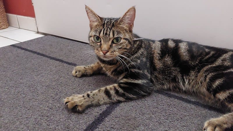 Les Pattounes de Dinky - Services pour Animaux — photo