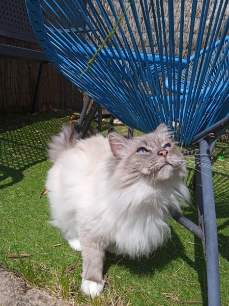 Au Service des Patounes — photo
