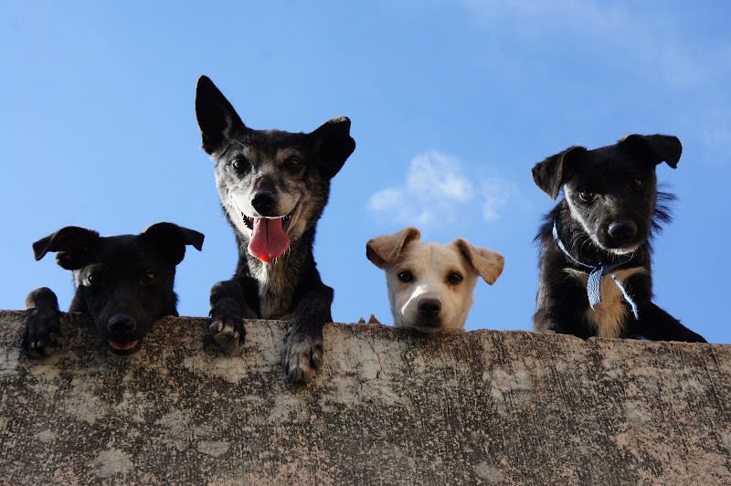 Comportementaliste animalier Nantes 44 - Audrey Marquet - Comportementaliste chat & chien — photo