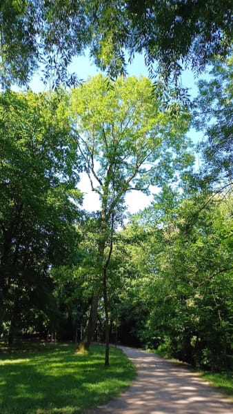 Parc à chiens Kurgarten — photo