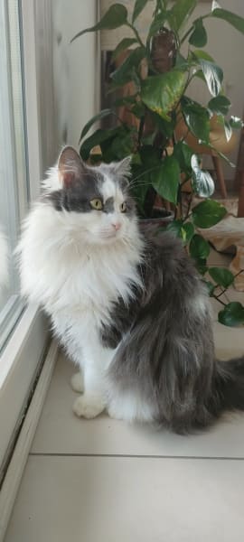 Pile Poil Plume | Petsitter Strasbourg — photo