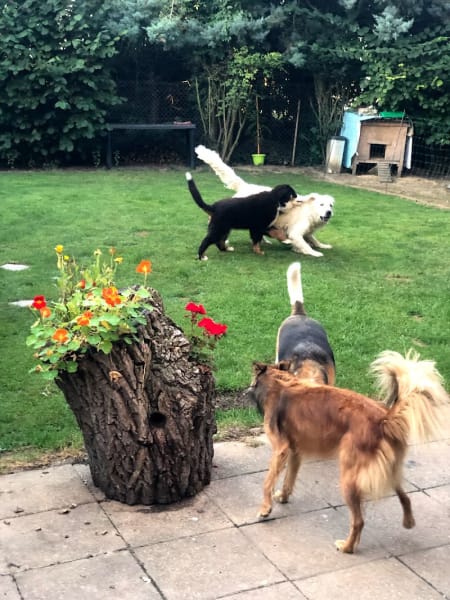 L'échappée Bêtes - Garde cocooning pour chiens et chats — photo