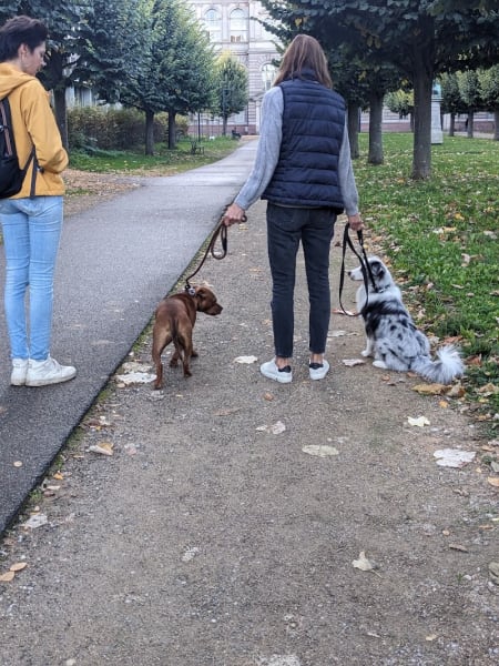 Yes Oui Dog — photo