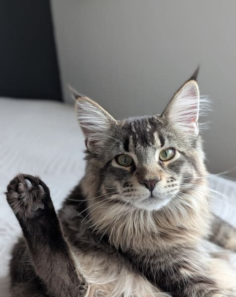 A VOS PAPATTES BY NATH - Pet Sitter professionnelle garde d'animaux à votre domicile (chien chats nac) — photo