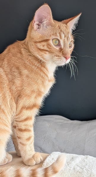 A VOS PAPATTES BY NATH - Pet Sitter professionnelle garde d'animaux à votre domicile (chien chats nac) — photo