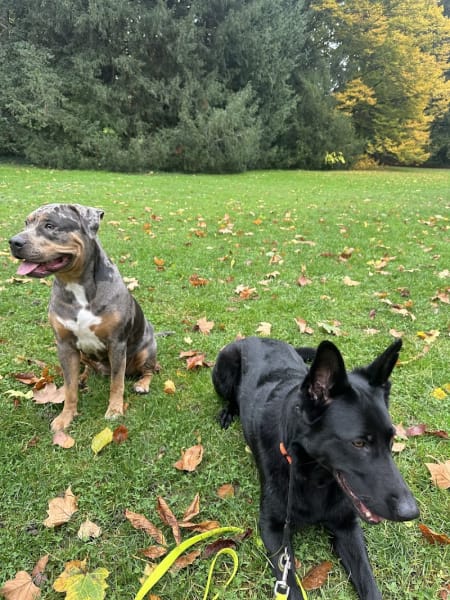 Education canine Coeur blanc canin — photo
