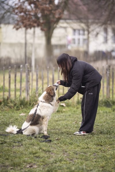 Apicani - comportementaliste et éducatrice canin — photo