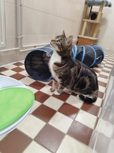 L'Annexe des Chats - Pension Féline — photo