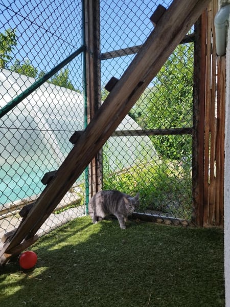 L'Annexe des Chats - Pension Féline — photo