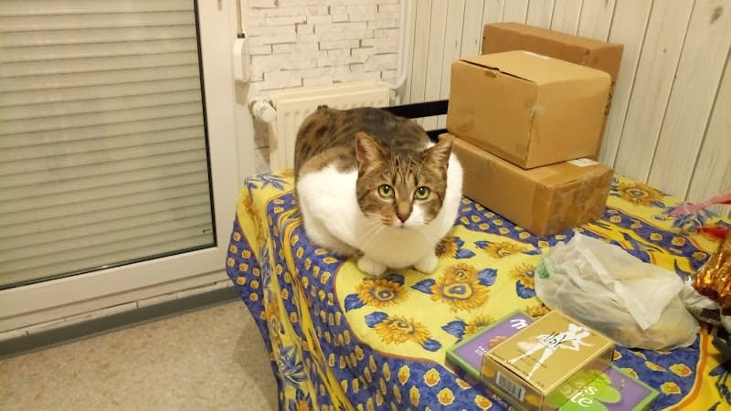 Garde Vos Animaux a Mon Domicile — photo