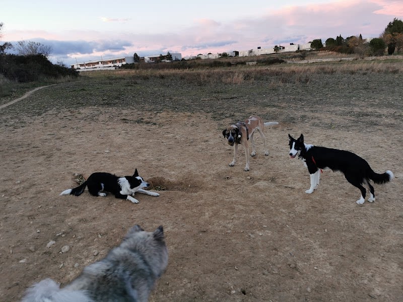 Les chiens de Malbosc — photo
