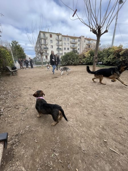 Parc à chiens Voltaire — photo