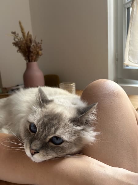 Alhena Petsitting — photo