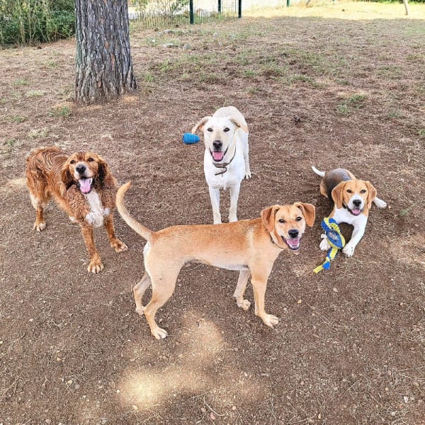 La Pattounerie - Pension canine & Garde d'animaux à domicile — photo