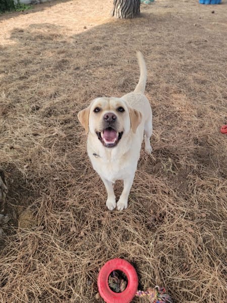 La Pattounerie - Pension canine & Garde d'animaux à domicile — photo