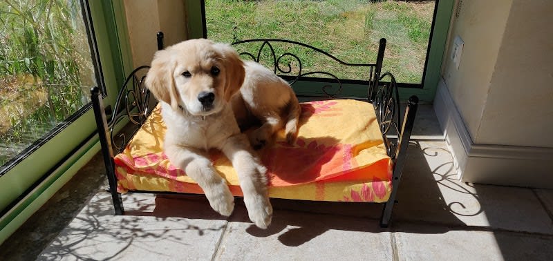 Pension et Garderie Canine Les Pattes Libres - Dog Daycare and Boarding — photo