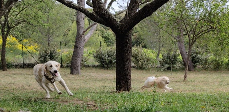 Pension et Garderie Canine Les Pattes Libres - Dog Daycare and Boarding — photo