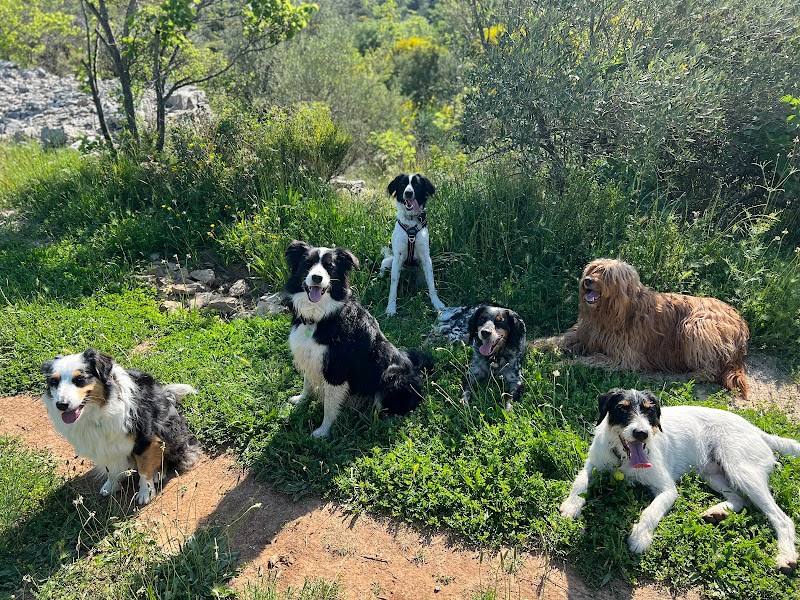 Mika Dog Lover — photo