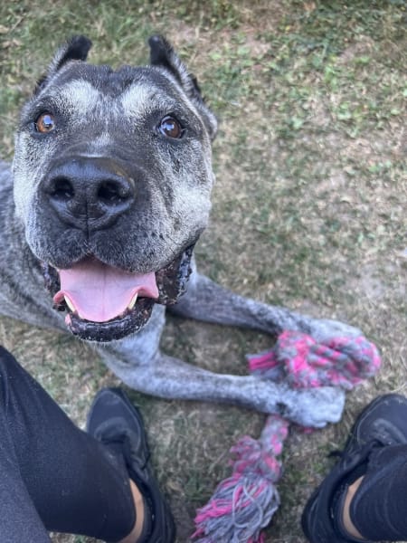 Bas les pattes : éducatrice comportementaliste canin et pet sitter — photo