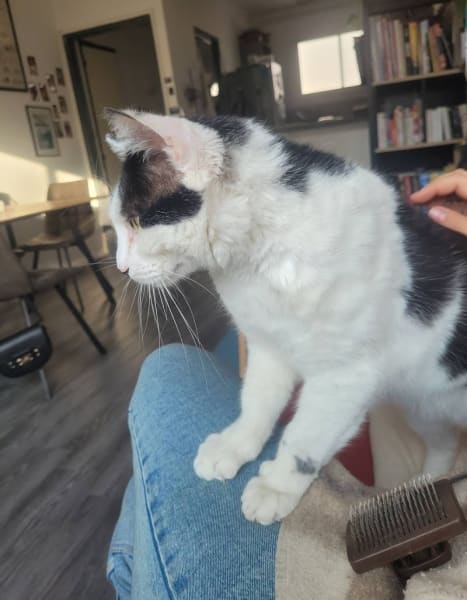 Bas les pattes : éducatrice comportementaliste canin et pet sitter — photo