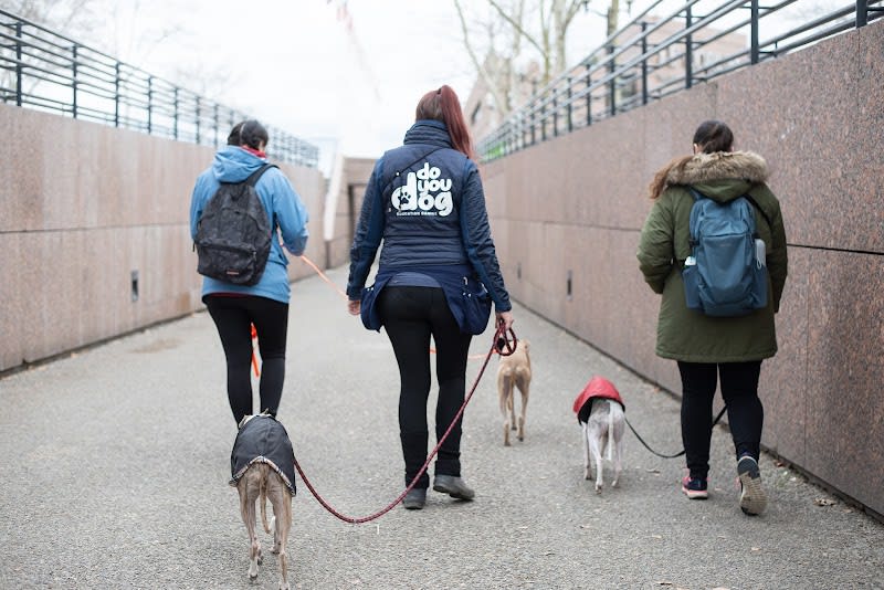 Doyoudog - éducateur-comportementaliste canin Montpellier — photo