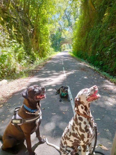 Thalya Garderie : pension animalière familiale et garde à domicile Sommières et alentours — photo