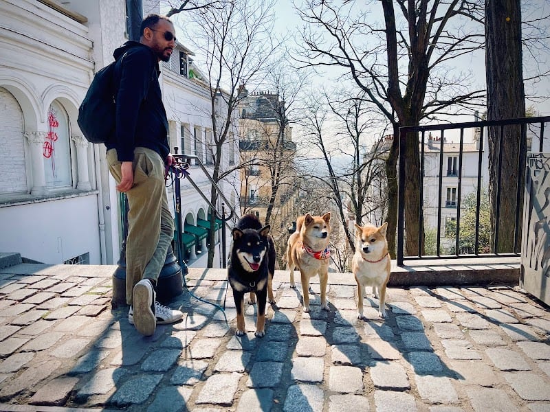 Primitif Addict - Éducation et Comportement Canin — photo