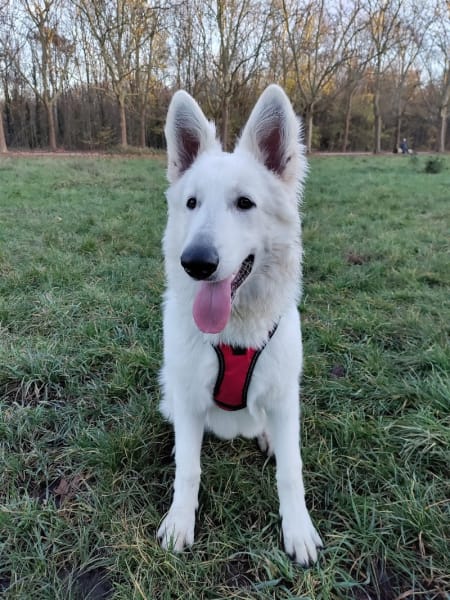 Julie DogCoach - Éducateur Comportementaliste Canin — photo